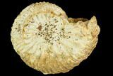Fossil Ammonite (Cardioceras) - France #104550-1